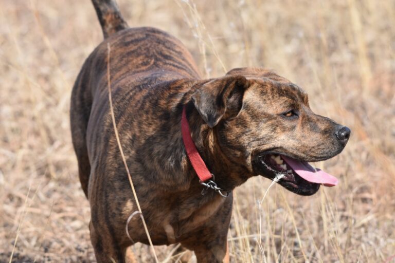 The Mountain Cur: A Rugged American Pioneer