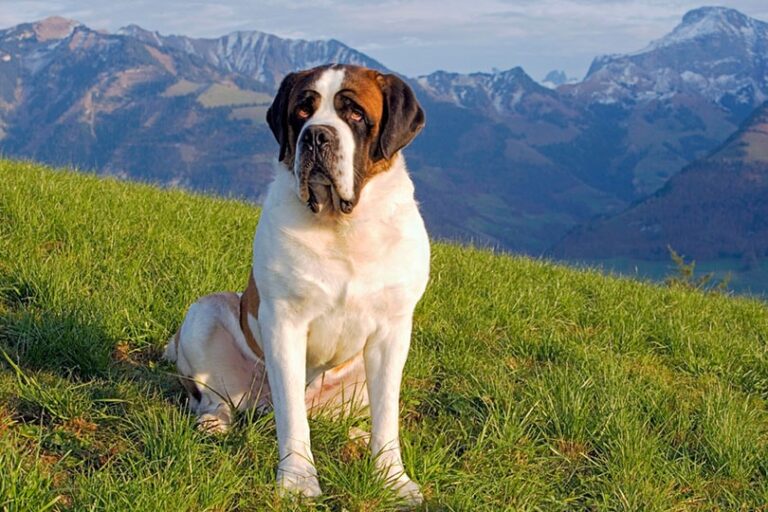 10 Mountain Dog Breeds (With Pictures, Traits & Info)