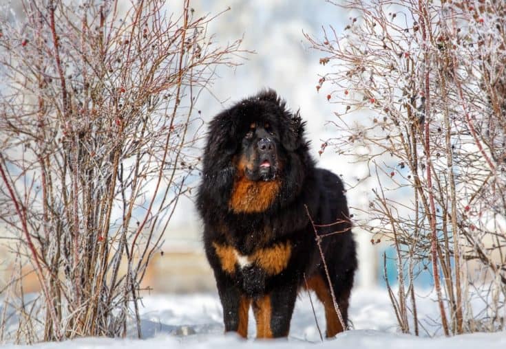 Mountain Mastiff: A Comprehensive Guide for Dog Lovers