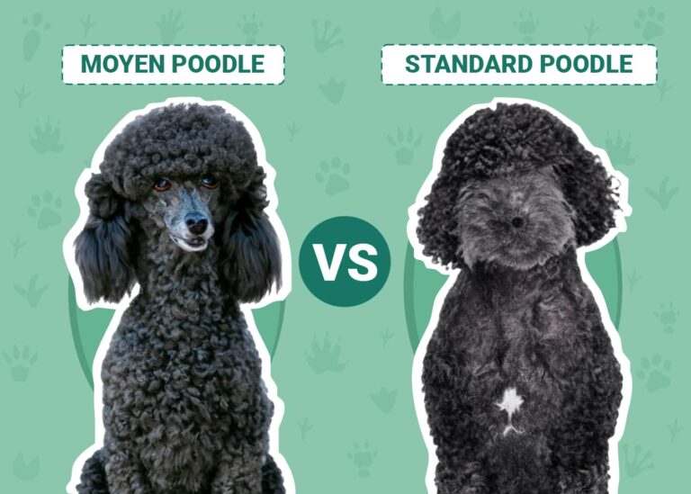 Moyen vs Standard Poodle: The Differences (With Pictures)