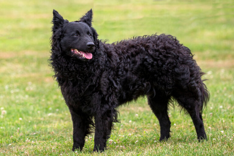 The Magnificent Mudi: Hungary&lsquo;s Best-Kept Secret in the Dog World
