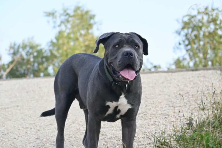 The Neapolitan Mastiff: A Comprehensive Guide to the Majestic "Mastino"