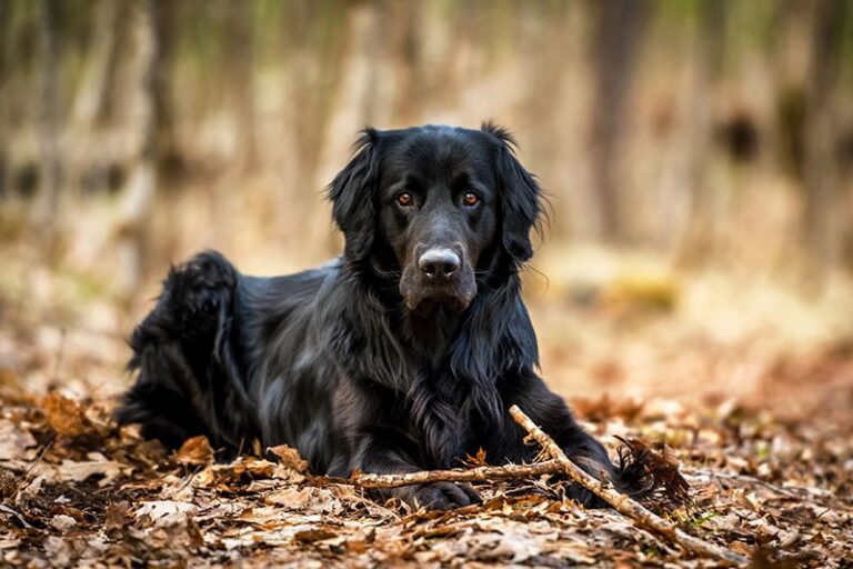 Gentle Giants: A Guide to Newfoundland Dog Breed Mixes