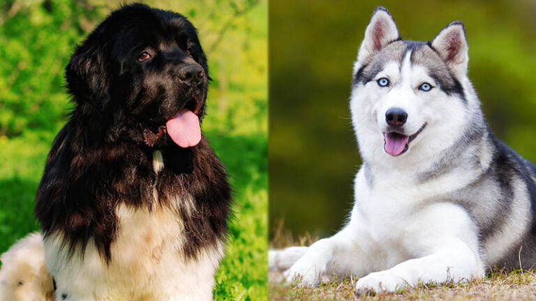 Newfoundland Dog Husky Mix: Care, Pictures, Info & More