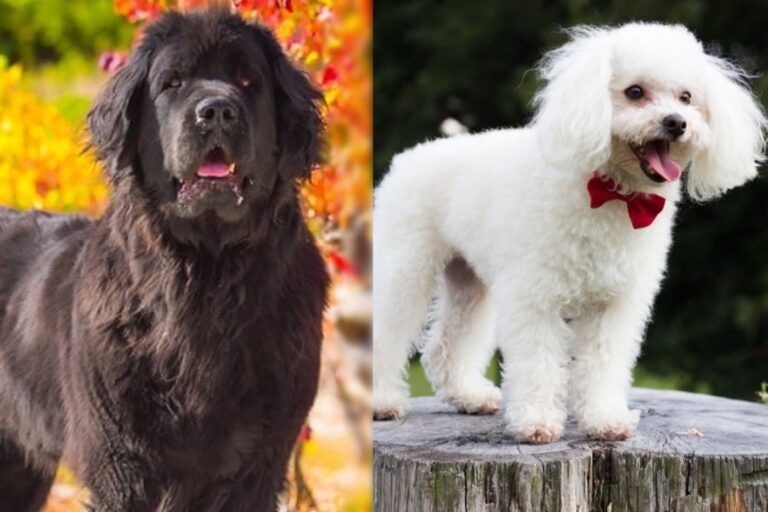 The Newfypoo: A Comprehensive Guide to the Gentle Giant Newfoundland-Poodle Mix