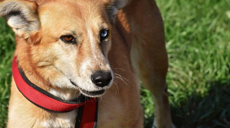 New Guinea Singing Dog: The Melodious Marvel of the Canine World