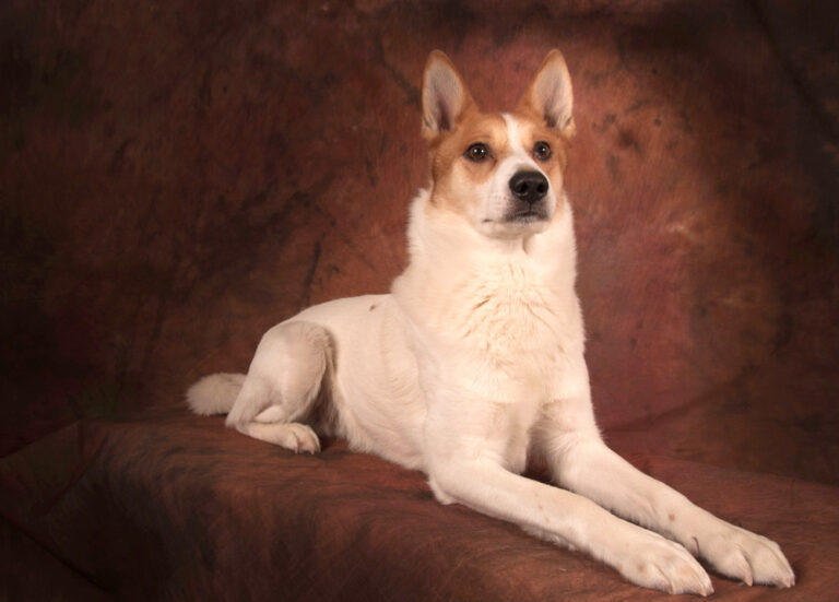 The Norrbottenspets: A Rare Gem of a Companion