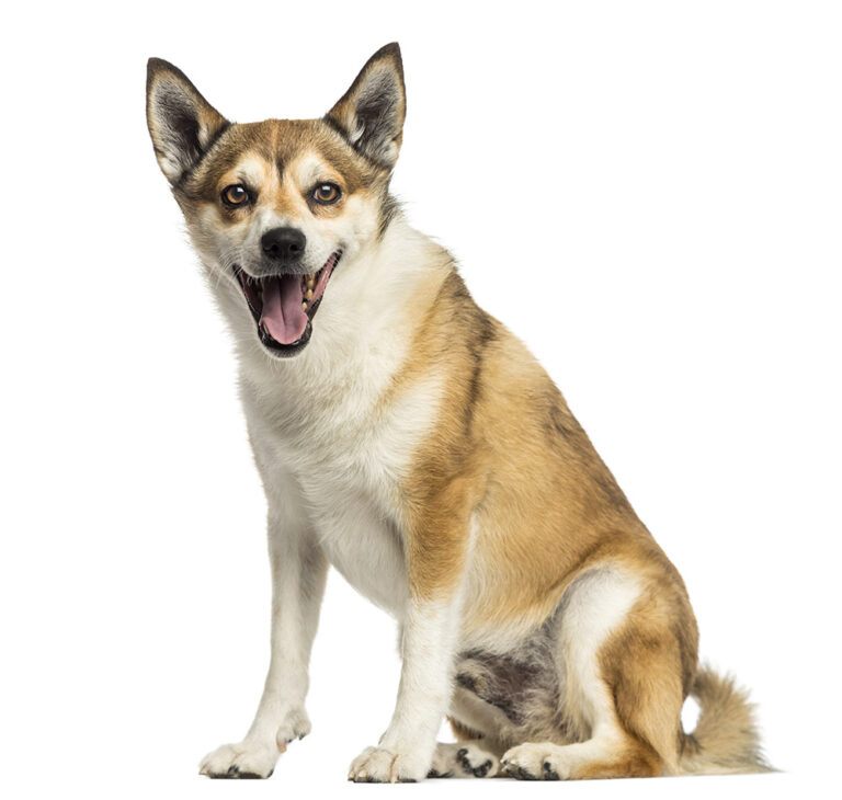 Discovering the Norwegian Lundehund: A Rare Breed with Amazing Abilities