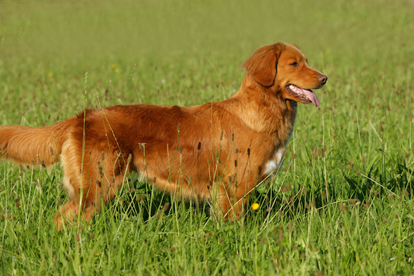 The Nova Scotia Duck Tolling Retriever: A Comprehensive Guide for Dog Lovers
