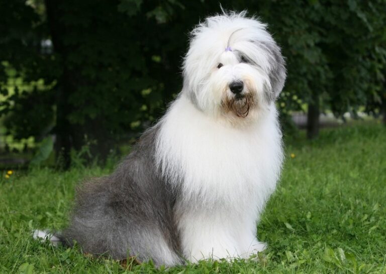 Old English Sheepdog: Breed Info, Pictures, Traits & Care