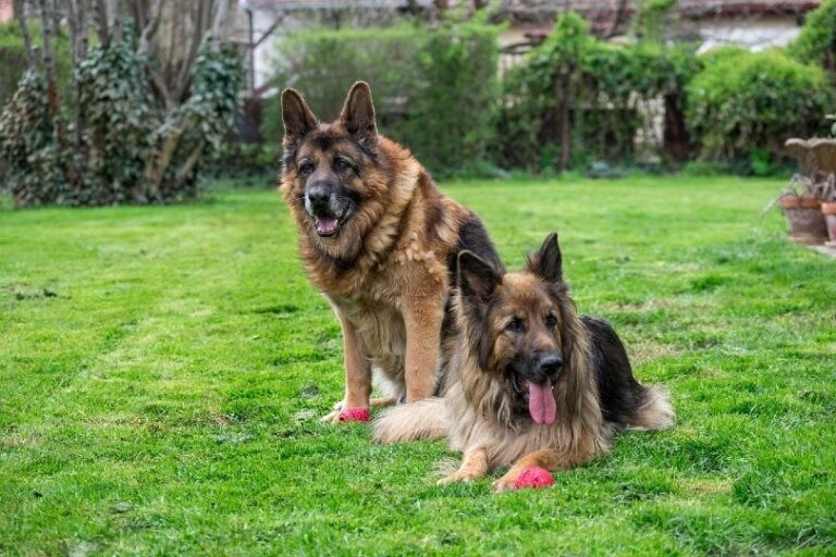 The Majestic Old German Shepherd Dog: A Comprehensive Breed Guide