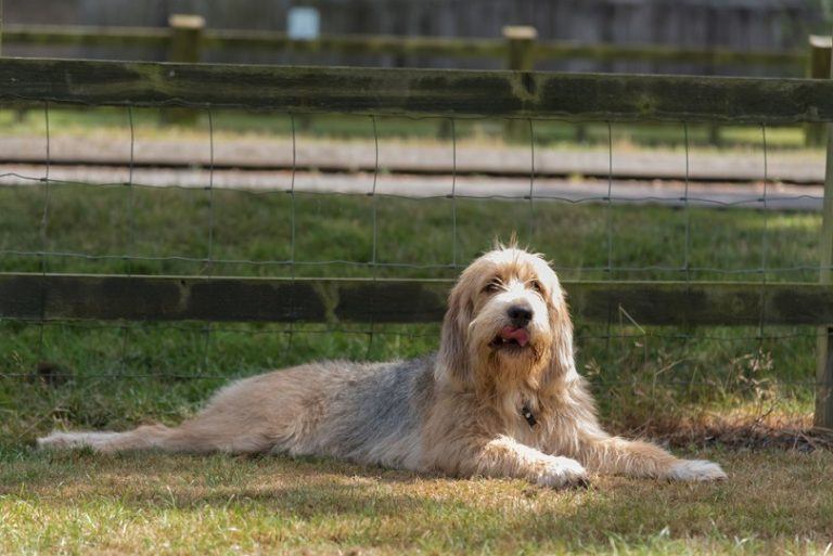 Otterhound Size: Understanding the Dimensions of a Rare and Remarkable Breed