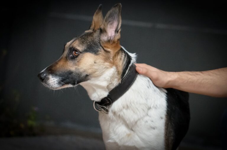 Panda German Shepherd: The Black and White Beauty Taking the Dog World by Storm