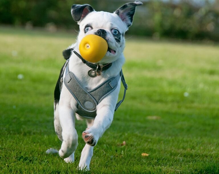 Everything You Need to Know About the Adorable Panda Pug