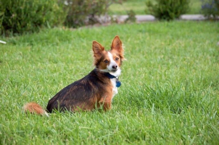 The Adorable Papastzu: A Sweet, Social Hybrid Dog Breed