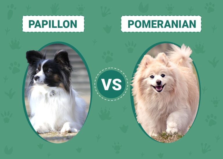 Papillon vs Pomeranian: What's the Difference? (With Pictures)