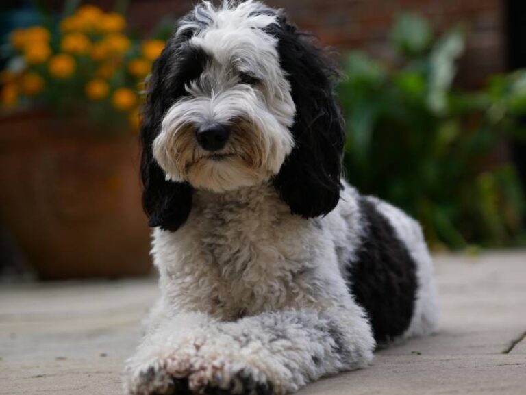 Parti Labradoodles: The Rare and Eye-Catching Doodle Dog