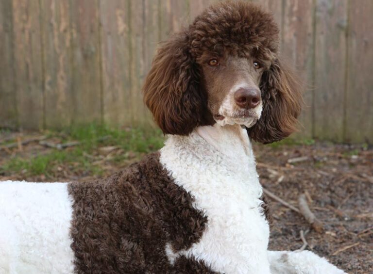 Parti Poodles: The Canine World&lsquo;s Colorful Little Secret