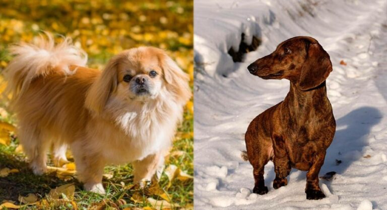 The Pekehund: A Comprehensive Guide to a Charming Crossbreed