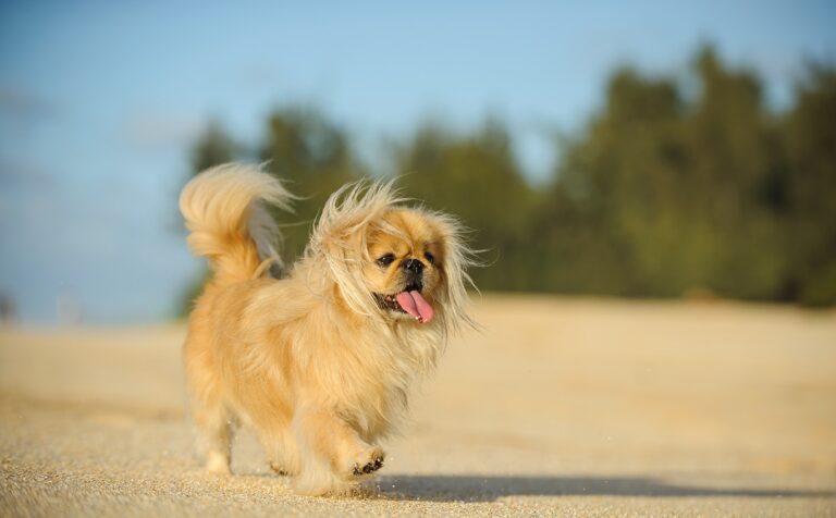 The Charming and Regal Pekingese: An Ultimate Guide