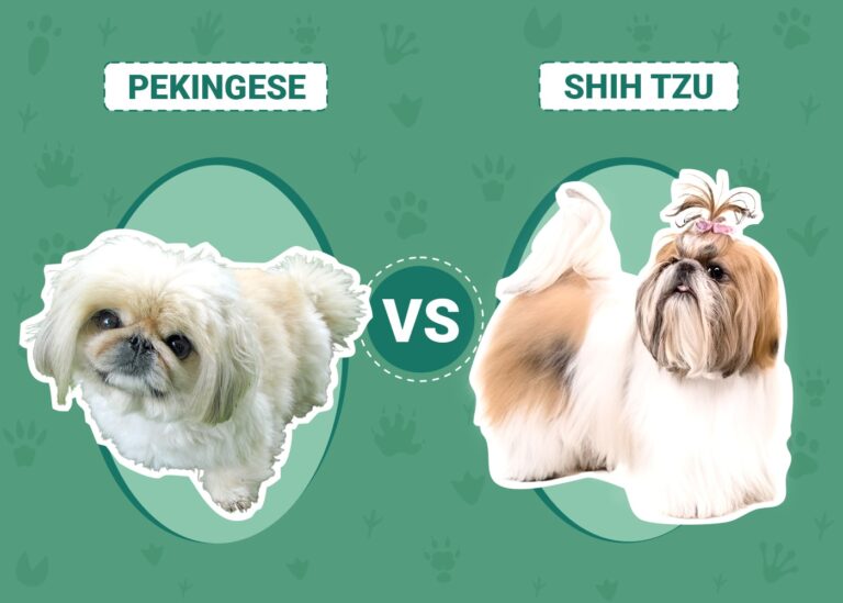 Pekingese vs Shih Tzu: Which Should I Choose? (With Pictures)