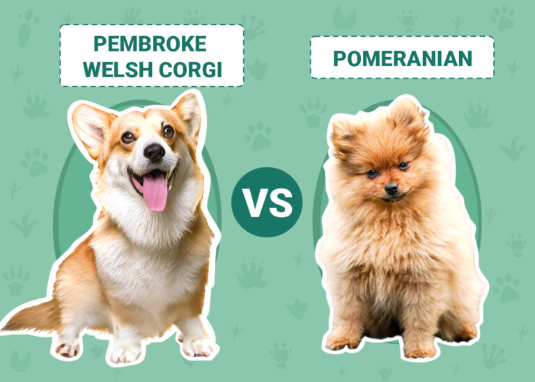 Pembroke Welsh Corgi vs Pomeranian: A Detailed Comparison