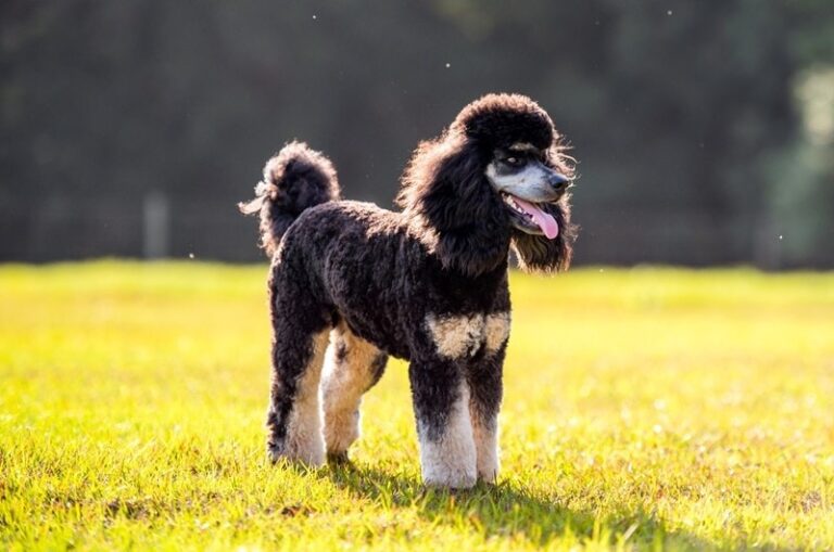 Phantom Poodles: Beauty, Brains, and Black-and-Tan