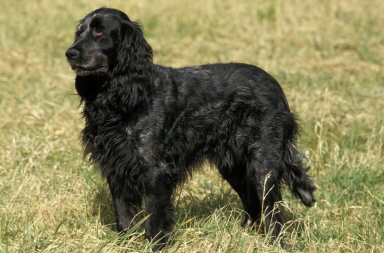 The Picardy Spaniel: Gentle Hunter and Rare Companion