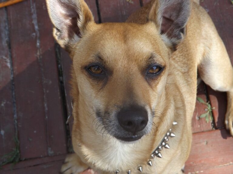 The Pitbull Chihuahua Mix: Big Dog Personality in a Small Package
