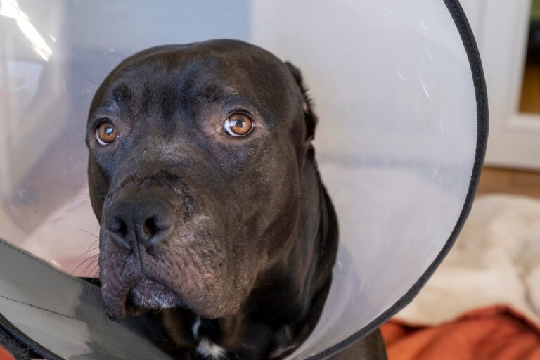 The Pitbull Ear Cropping Debate: Why It&lsquo;s Time to Embrace the Natural Look