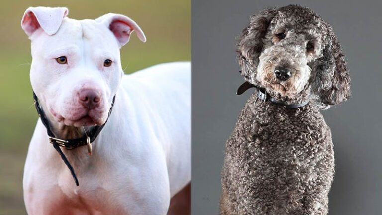 Pitbull Labradoodle Mixed Dog Breed: Pictures, Info, Care, & Traits