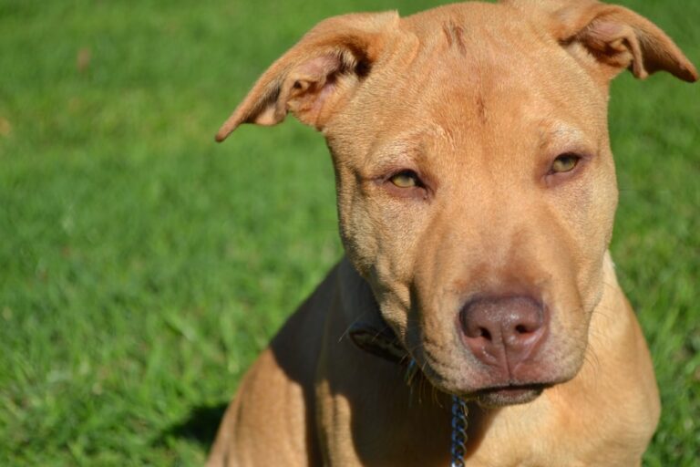 25 Adorable and Fascinating Pitbull Mixes (With Pictures)