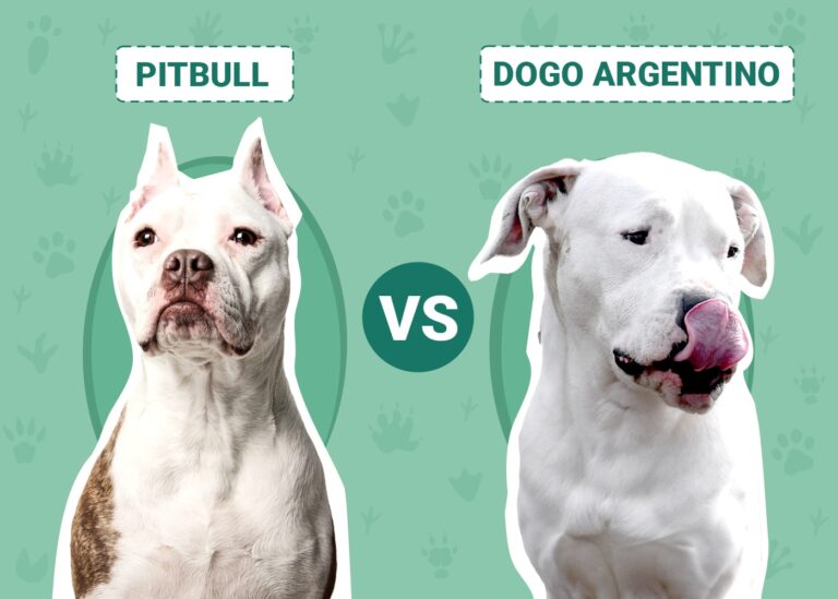 Pitbull vs Dogo Argentino: An In-Depth Comparison for Dog Lovers