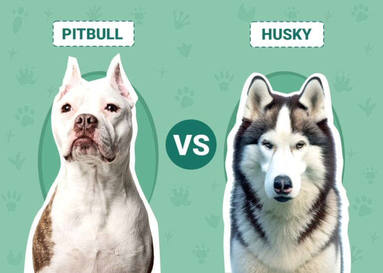 Pitbull vs. Husky: Notable Differences (With Pictures)