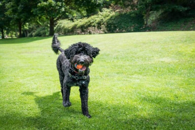 25 Most Playful Dog Breeds: A Dog Lover&lsquo;s Guide to Spirited Canine Companions