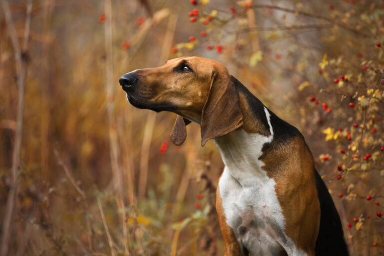 The Poitevin: A Rare and Remarkable French Hound Breed