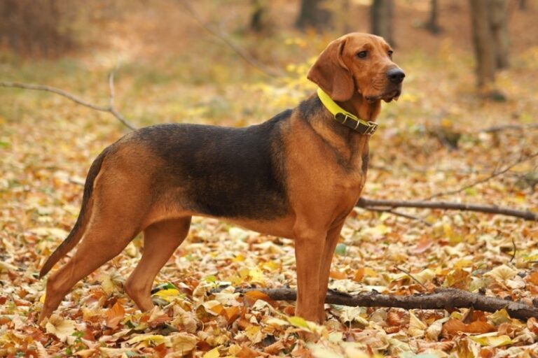 The Spirited and Skilled Polish Hound: A Rare Breed Guide