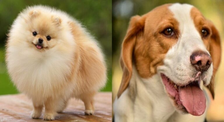 The Pomeagle: Your Guide to the Pomeranian Beagle Mix