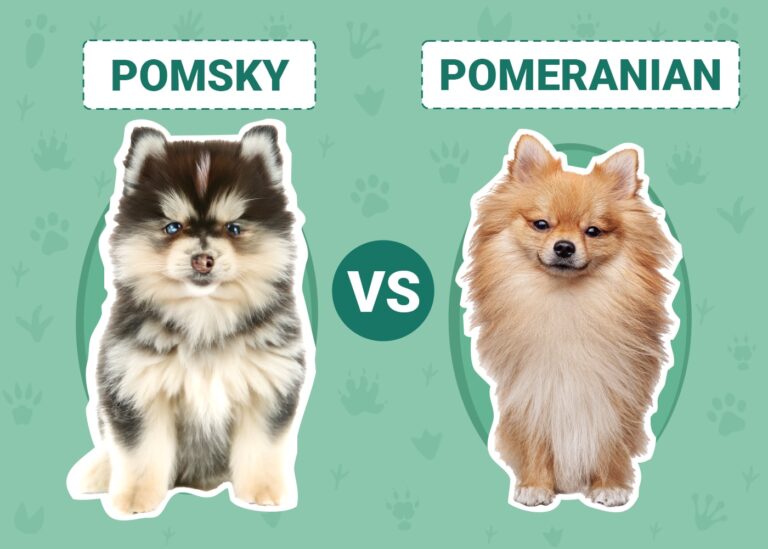 Pomsky vs Pomeranian: Key Differences (With Pictures)