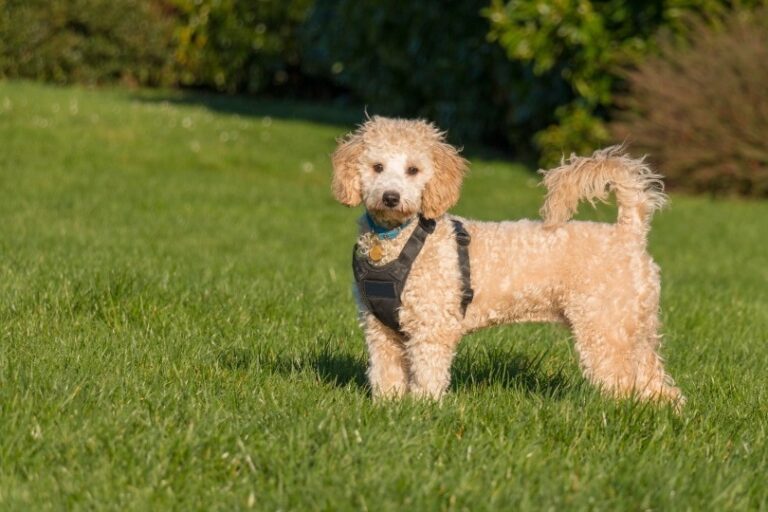 Poochon (Poodle Bichon Frise Mix): Pictures, Info, Care & Traits