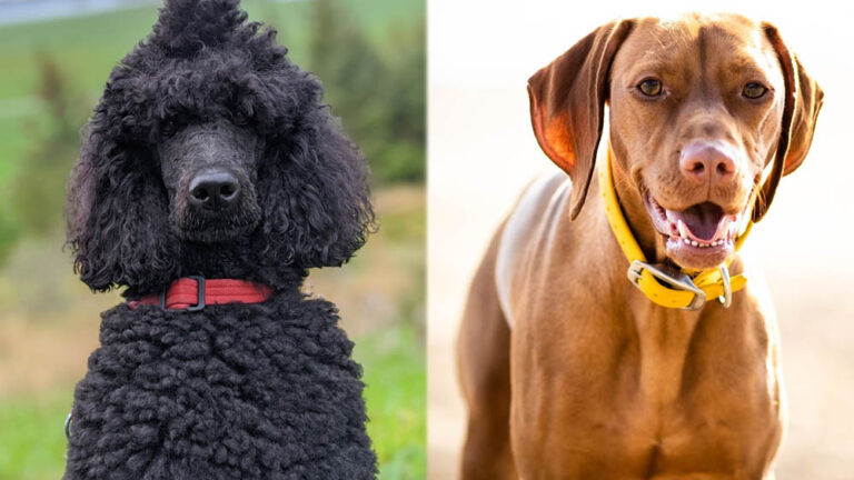 The Vizsla Poodle Mix (Vizsladoodle): A Comprehensive Guide for Dog Lovers