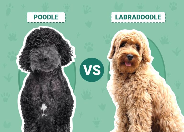 Poodle vs Labradoodle: The Ultimate Comparison Guide for Dog Lovers