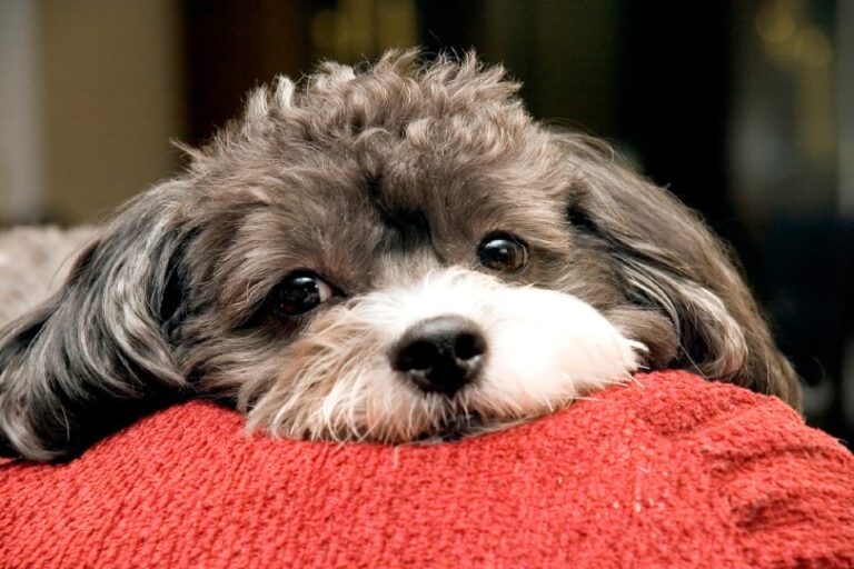 The Poogle (Poodle-Beagle Mix): A Comprehensive Guide