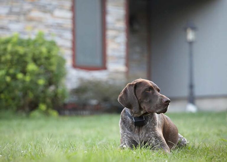 The Most Popular Dog Breeds in New Jersey: Featuring the Proud German Shepherd