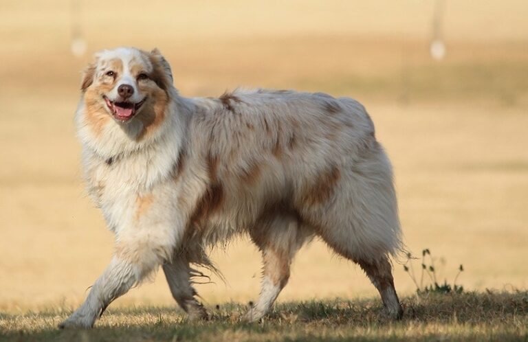 12 Most Popular Dog Breeds In Ohio: 2026 Update (With Pictures)
