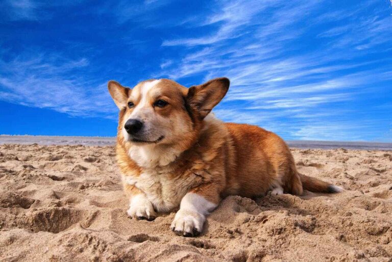 Canine Companions of the Philippines: Celebrating the Country&lsquo;s Most Beloved Dog Breeds
