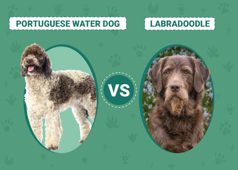 Portuguese Water Dog vs Labradoodle: Key Differences (With Pictures)