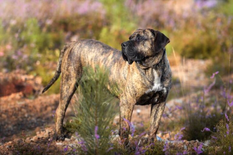 The Presa Canario: A Comprehensive Guide to This Majestic Guardian Breed