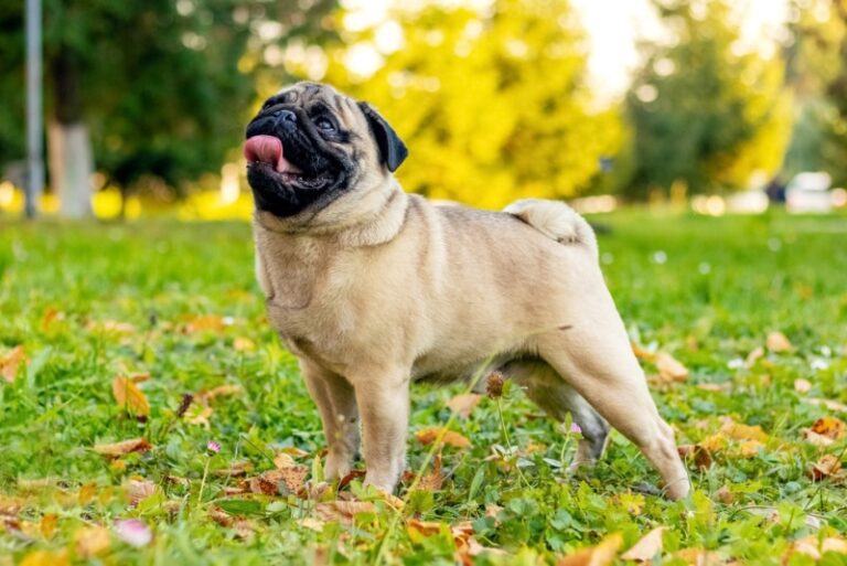 Pug: Info, Pictures, Care & Traits