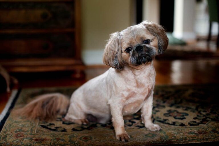The Paw-some Pugapoo: An Expert Guide to the Pug Poodle Mix